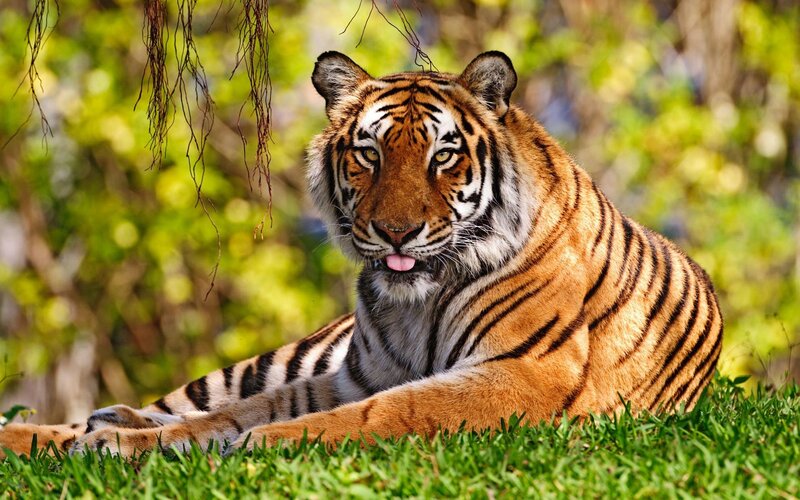 Tiger resting in grass
