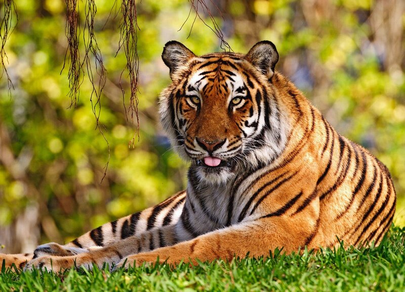 Tiger resting in grass