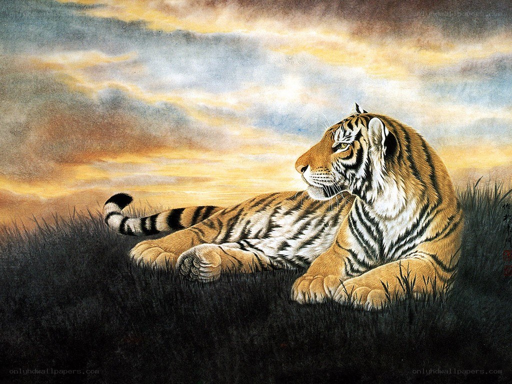 Tiger resting in grass at sunset
