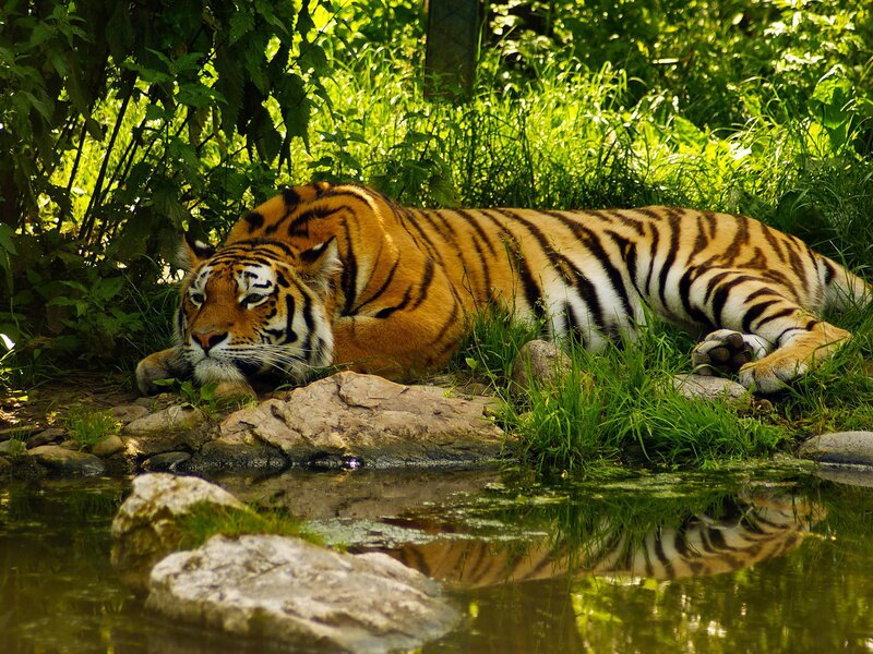 Tiger Resting in Grass — Green, Calm, Afternoon