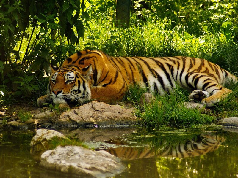 Tiger Resting in Grass — Green, Calm