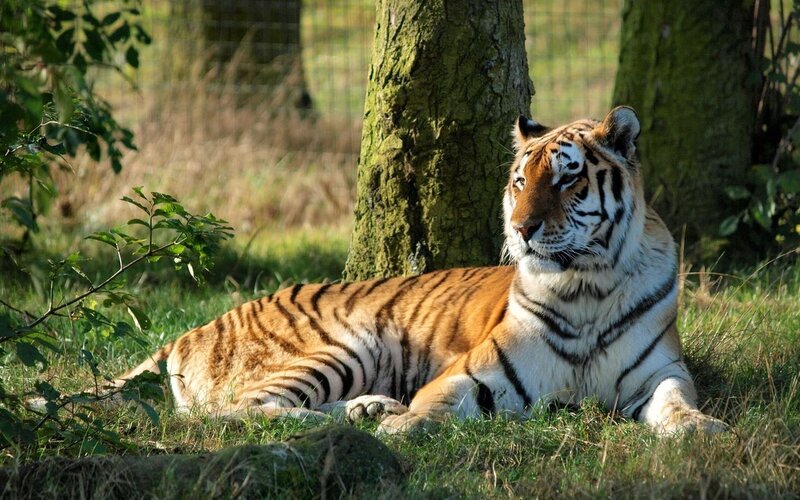 Tiger Resting in Grass — Orange, Calm, Afternoon