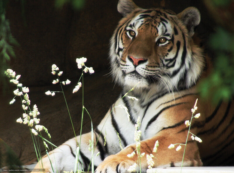 Tiger Resting in Grass — Orange, Calm, Photograph
