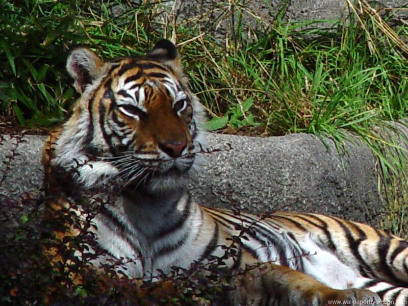 Tiger Resting in Grass — Orange