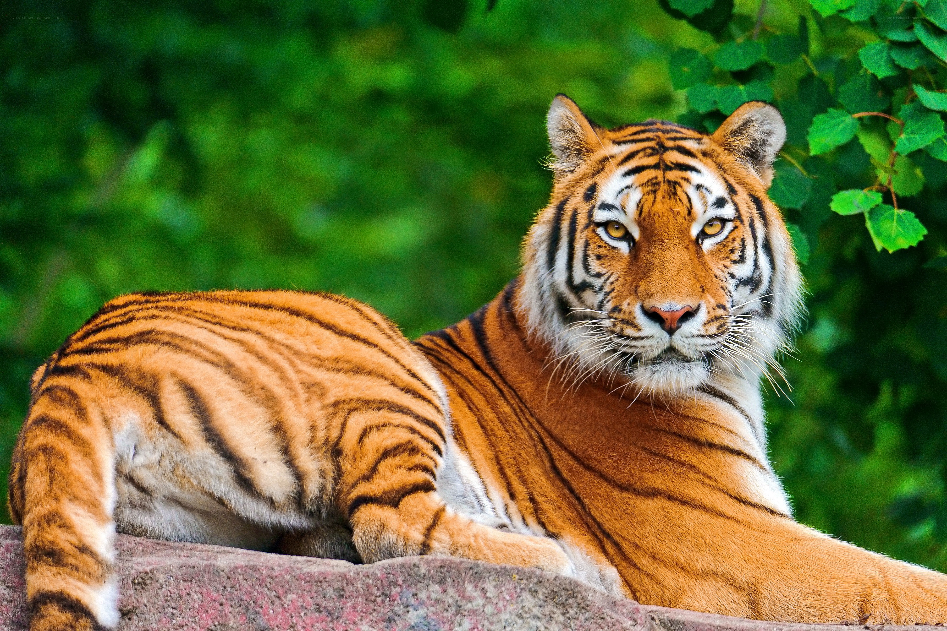 Tiger resting in green foliage