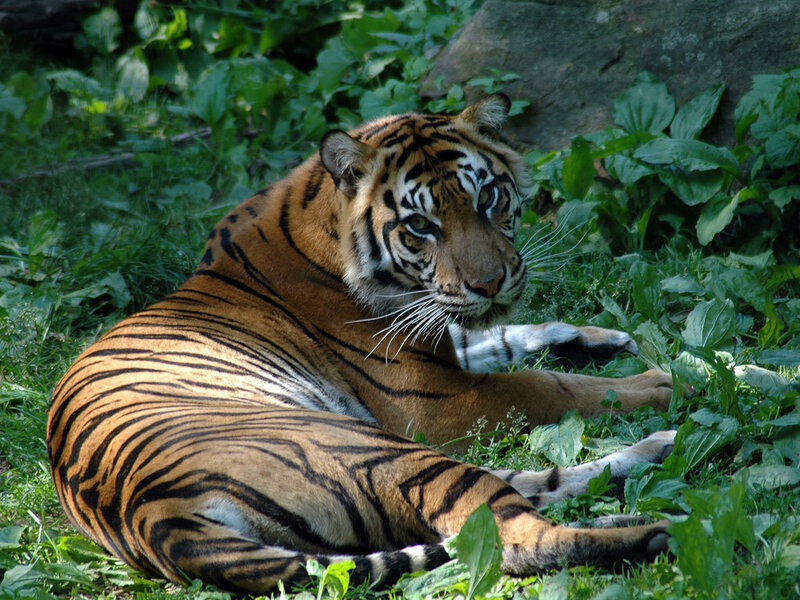 tiger resting in green foliage