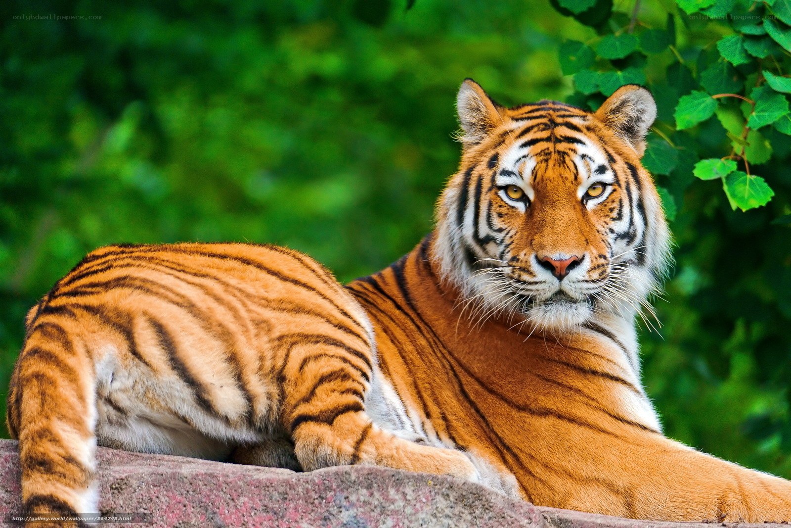 Tiger resting in green foliage