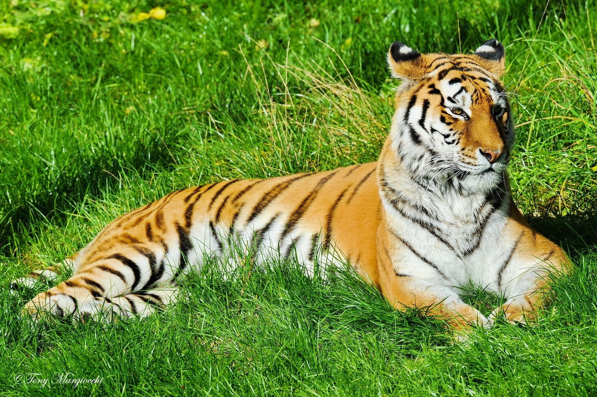 Tiger resting in green grass