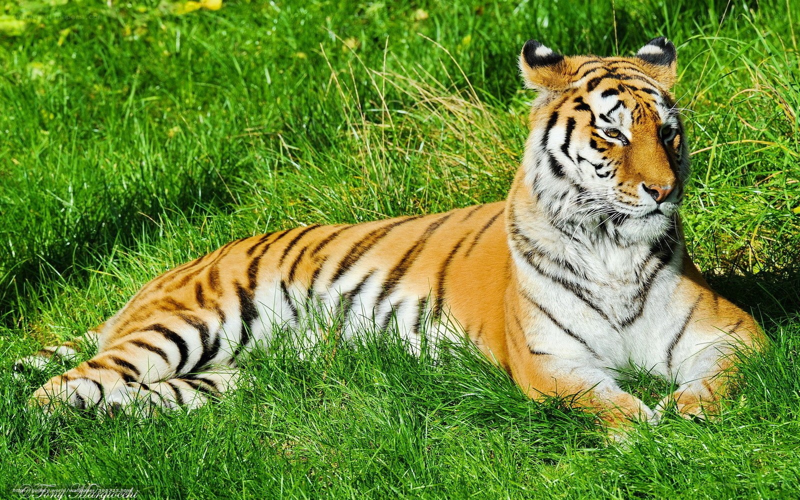 Tiger resting in green grass