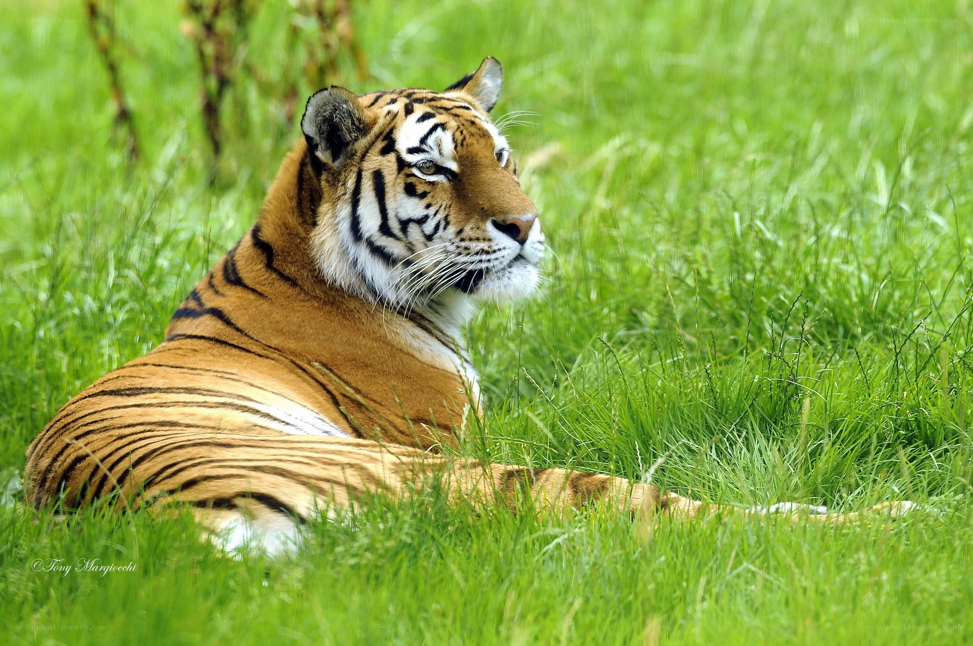 Tiger resting in green grass