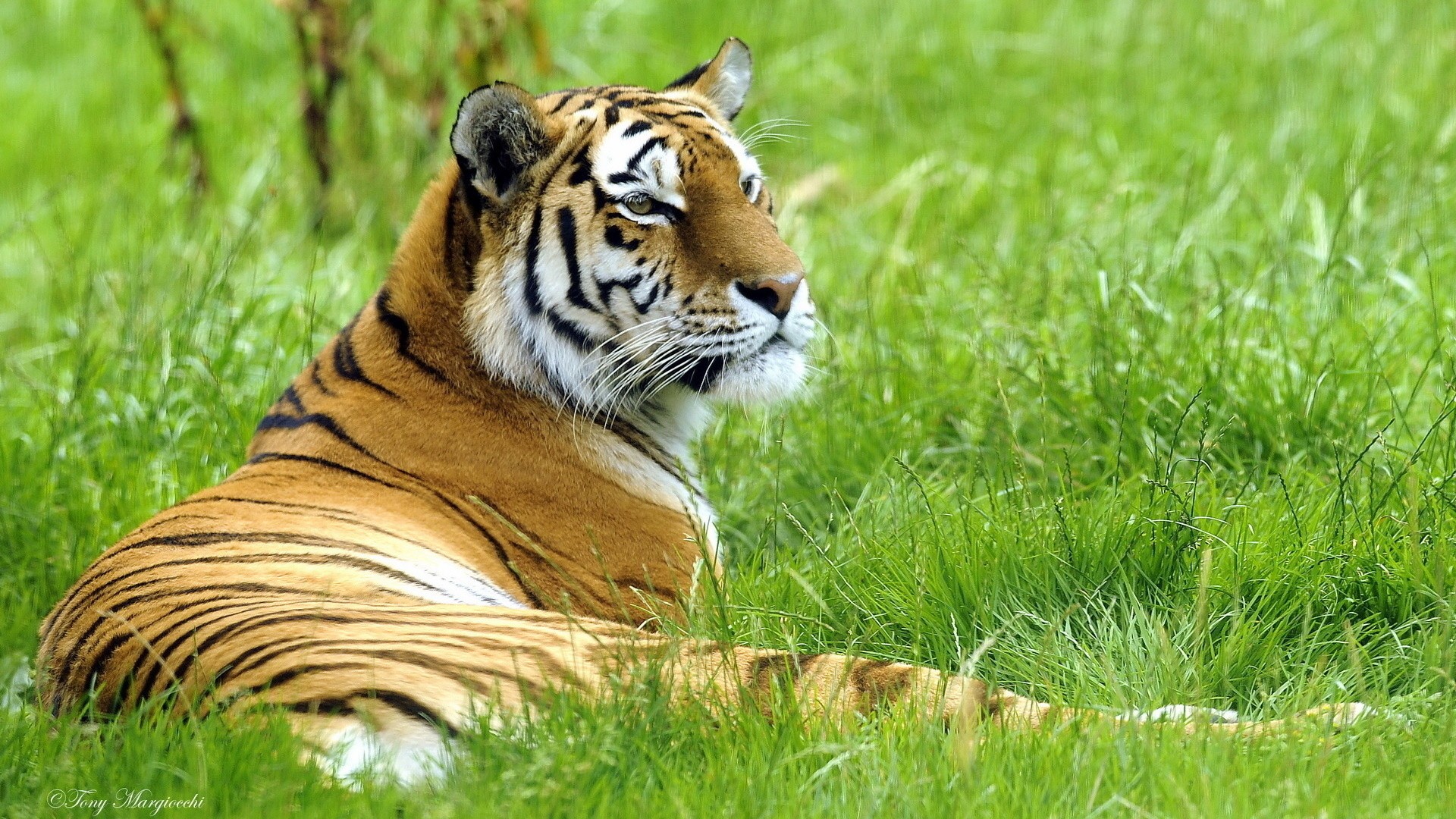 Tiger resting in green grass