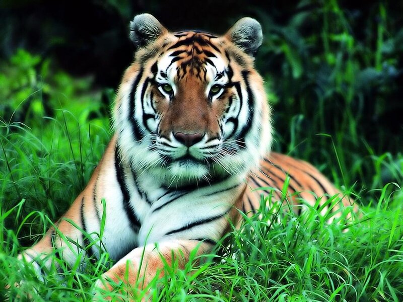 Tiger resting in green grass