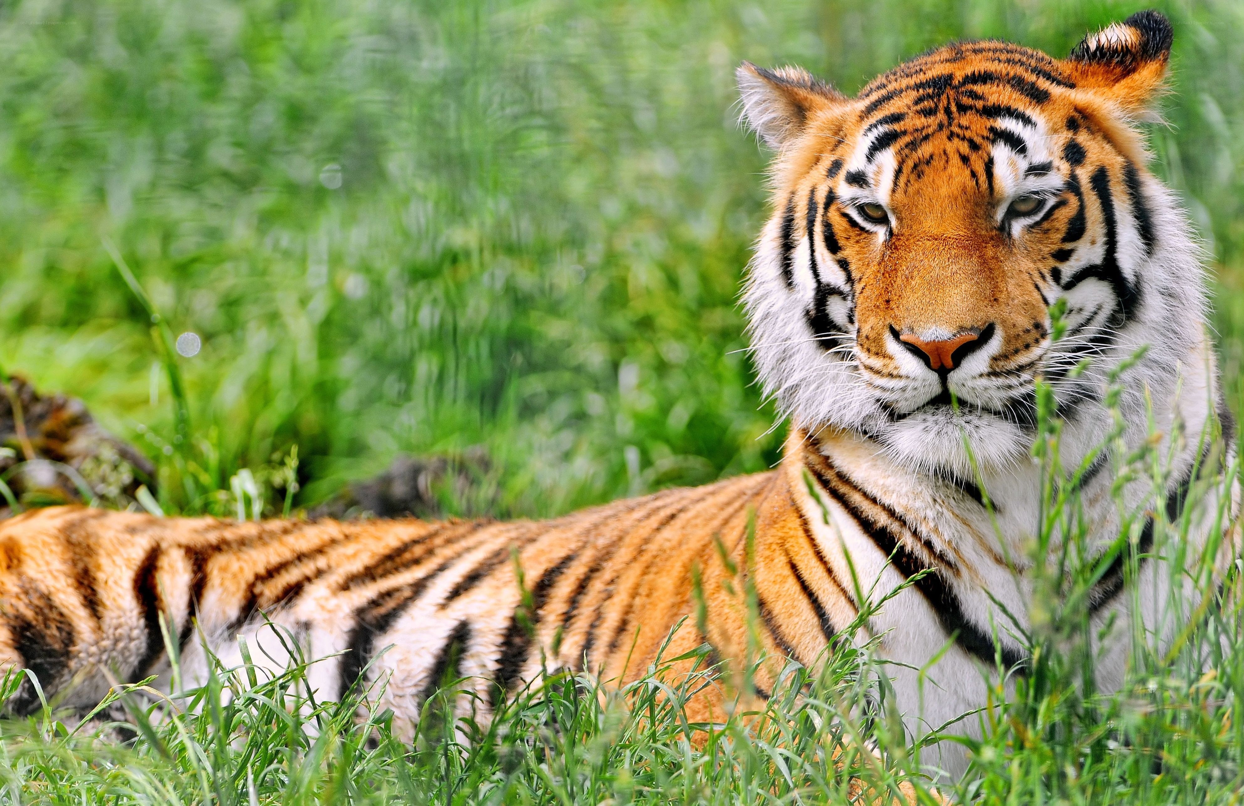 Tiger resting in green grass