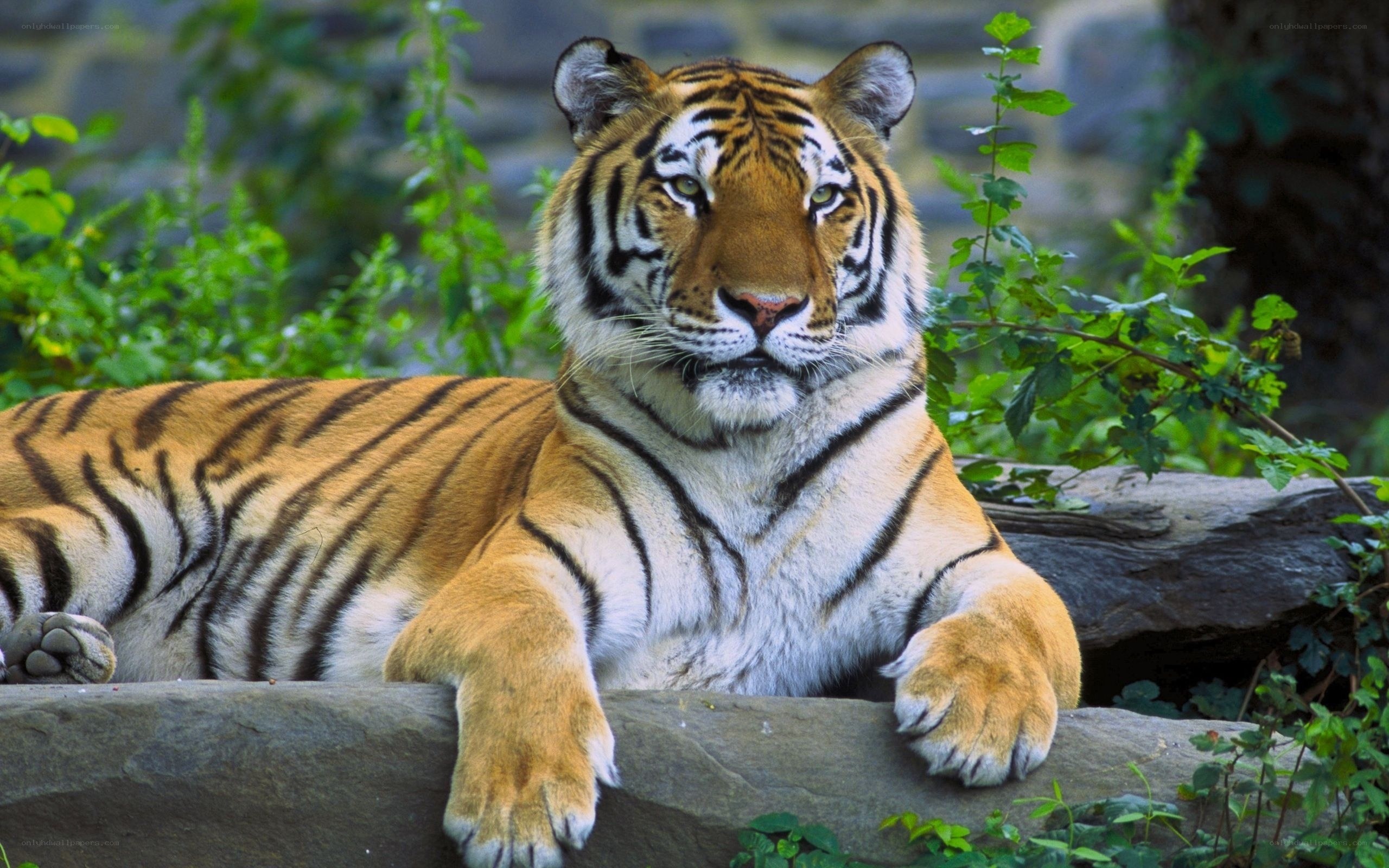 Tiger resting in greenery