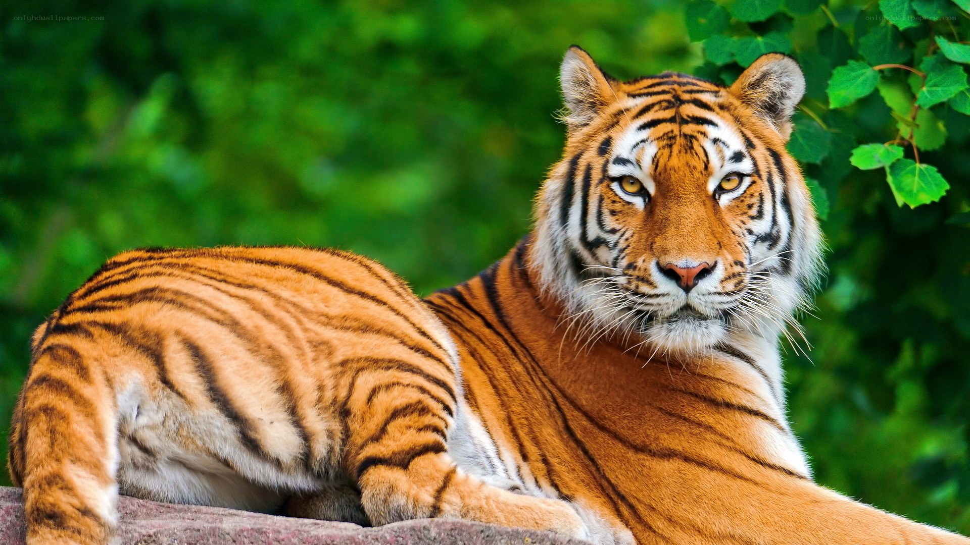 tiger resting in greenery