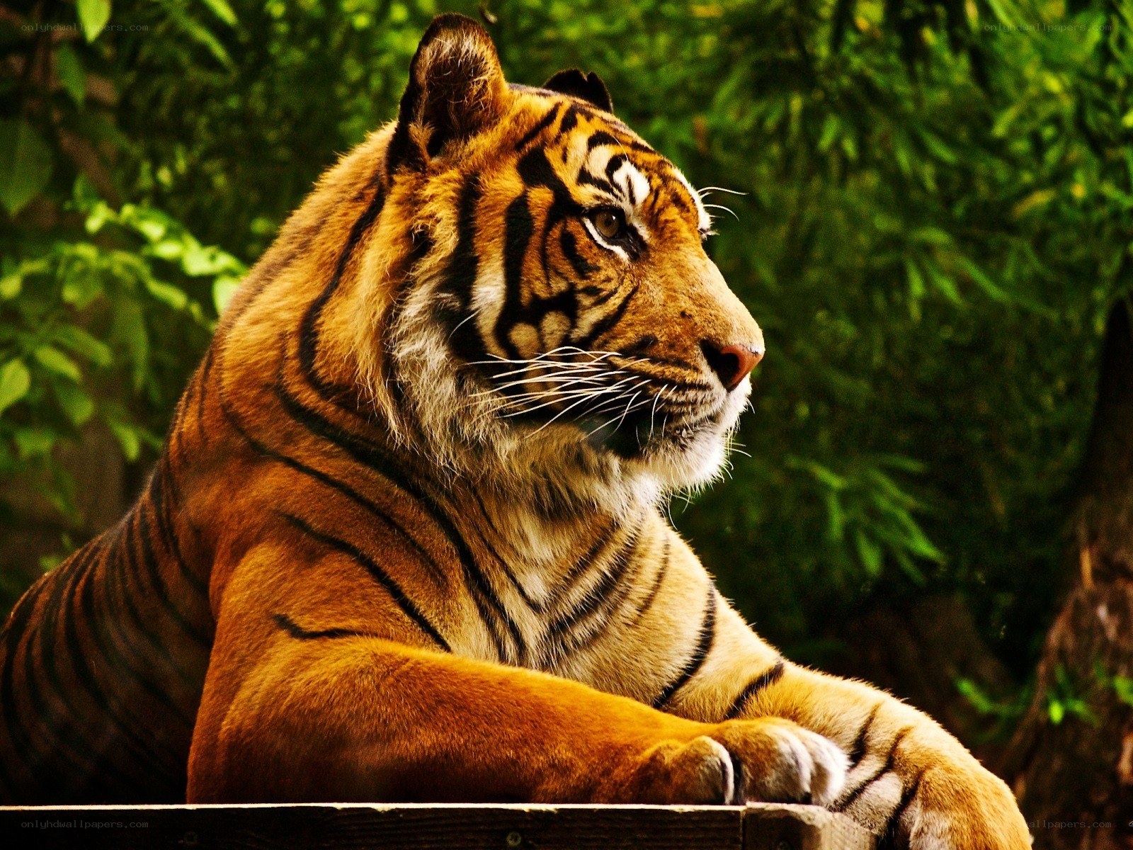 tiger resting in greenery