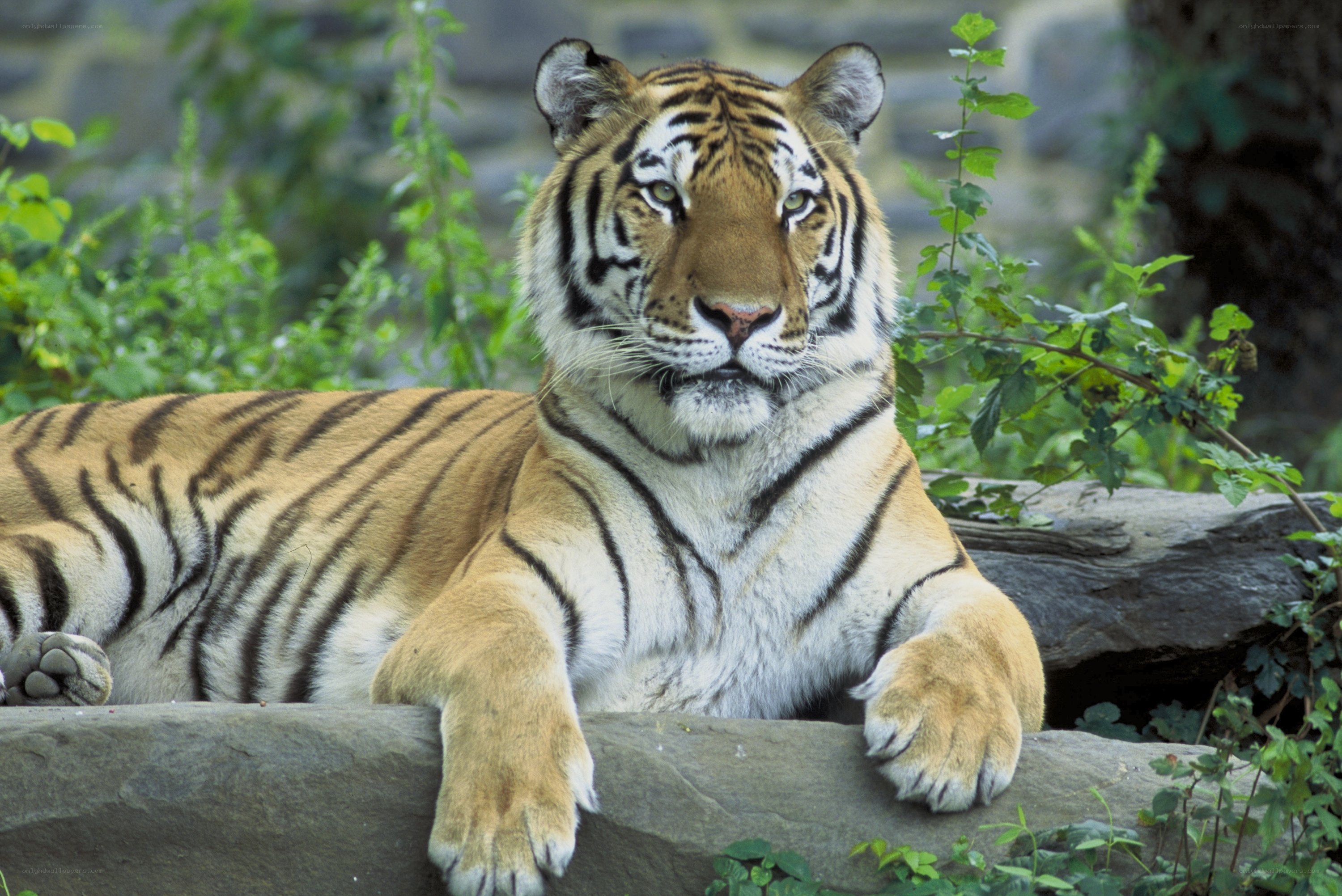 Tiger resting in greenery