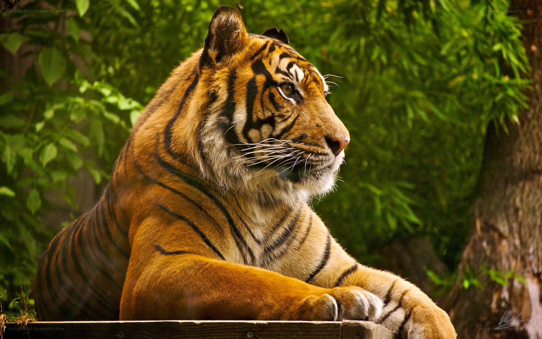 tiger resting in greenery