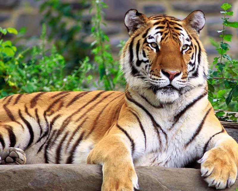 Tiger resting in natural setting