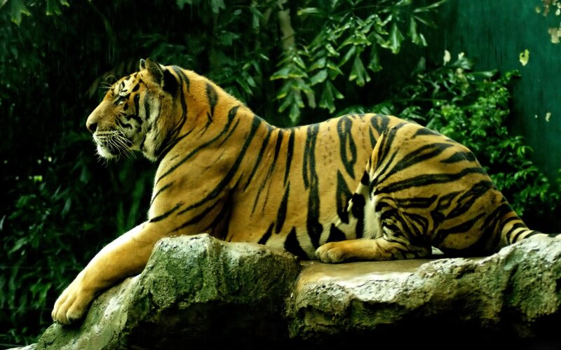 tiger resting in rain