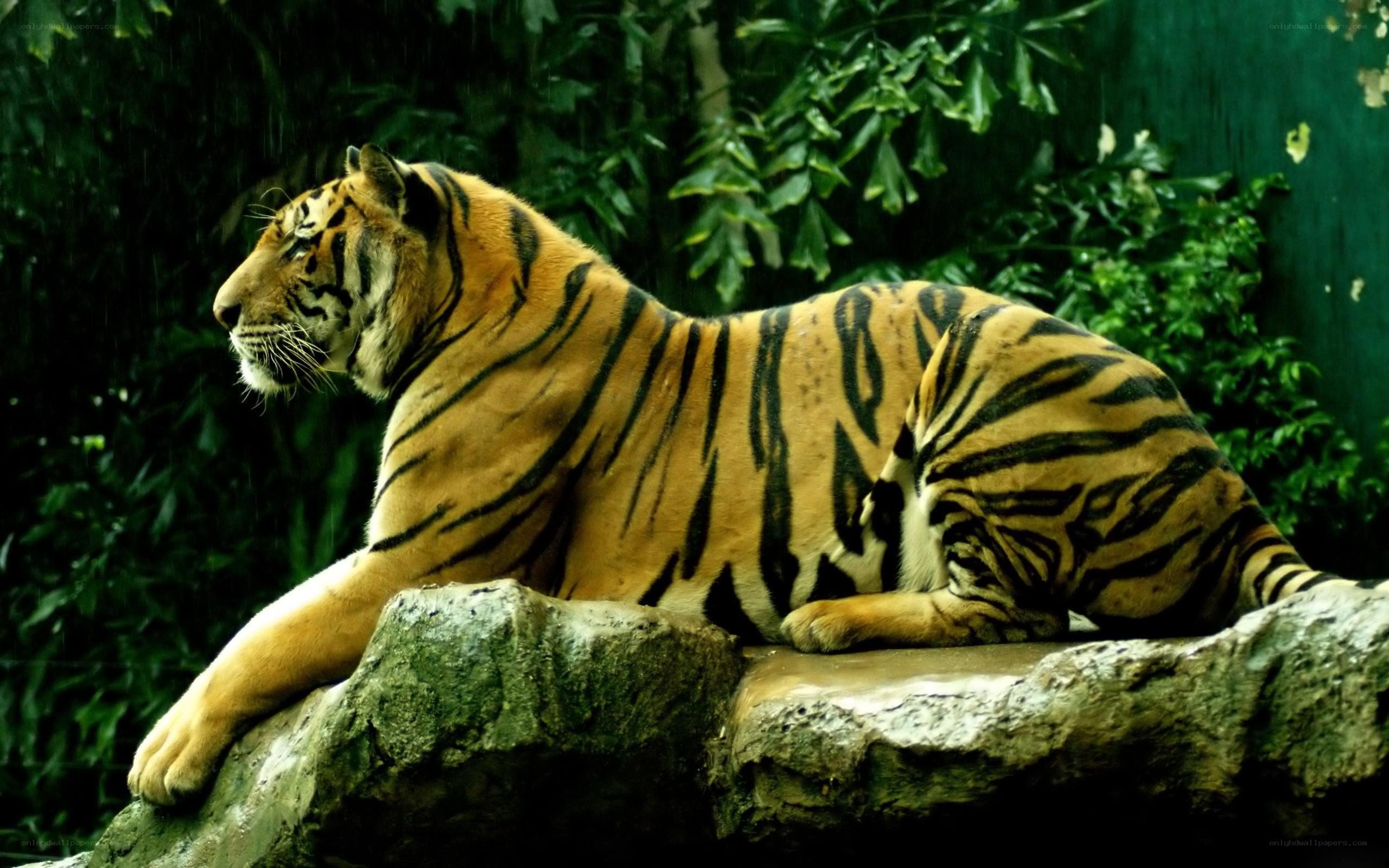 tiger resting in rain