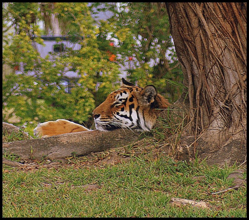 Tiger Resting in Shade — Green