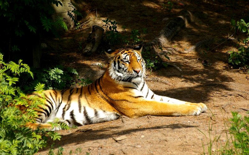 Tiger Resting in Shade — Orange, Calm