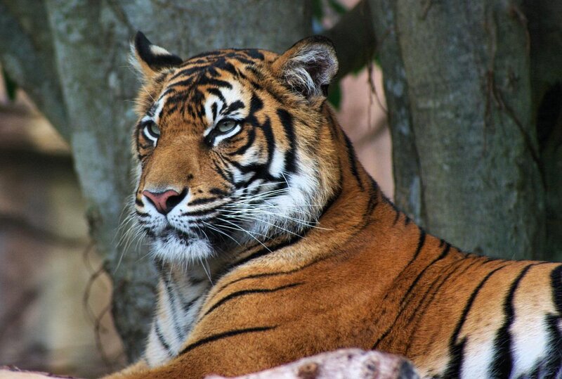Tiger Resting in Shade — Orange