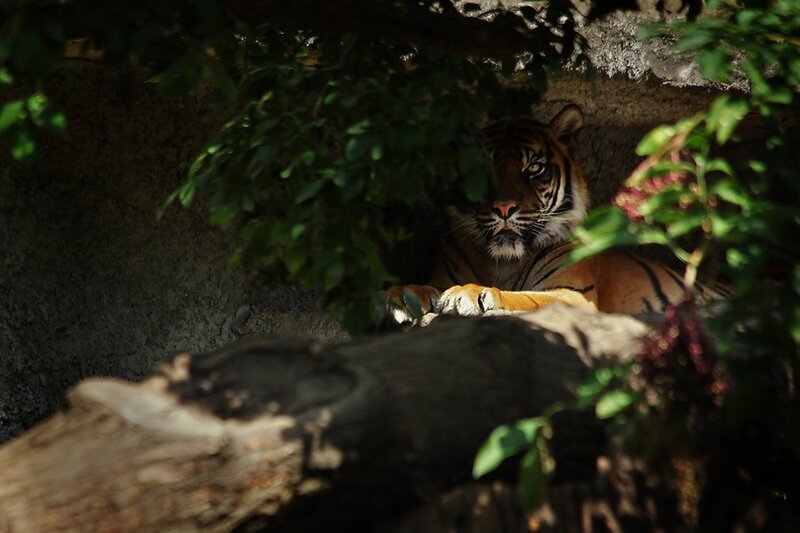 Tiger resting in shade