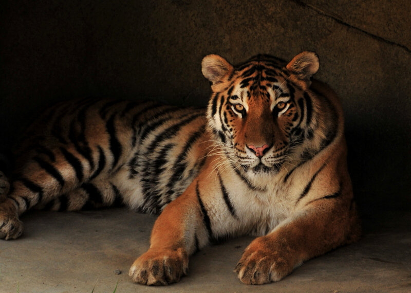 tiger resting in shadow