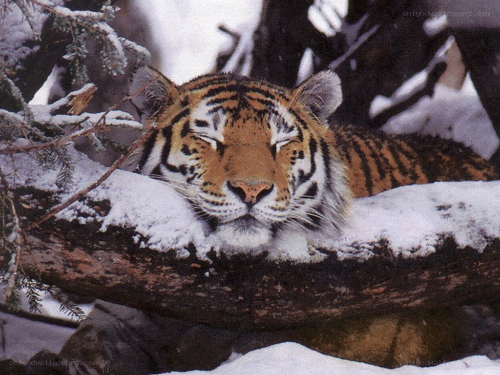 Tiger resting in snow