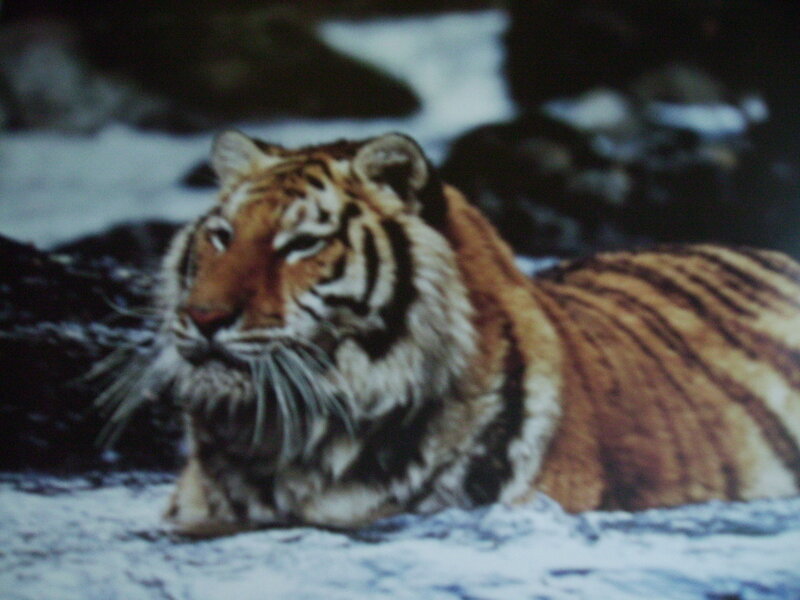 tiger resting in snow