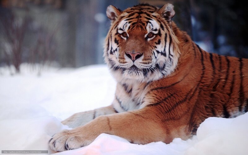 tiger resting in snow