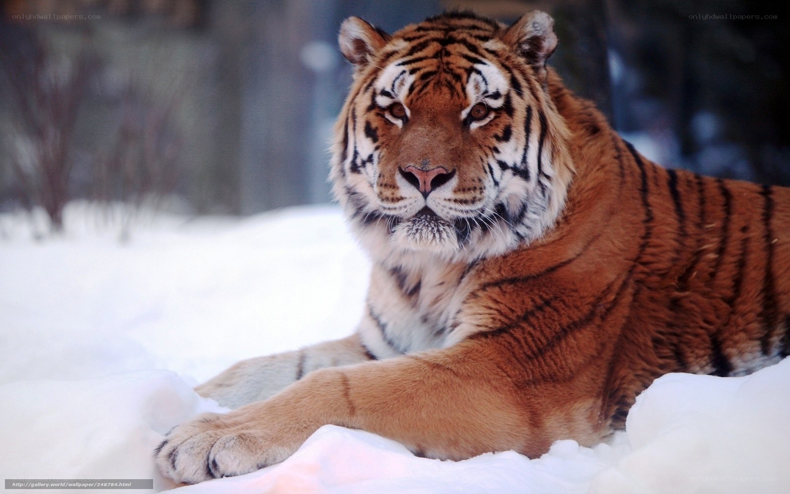 tiger resting in snow