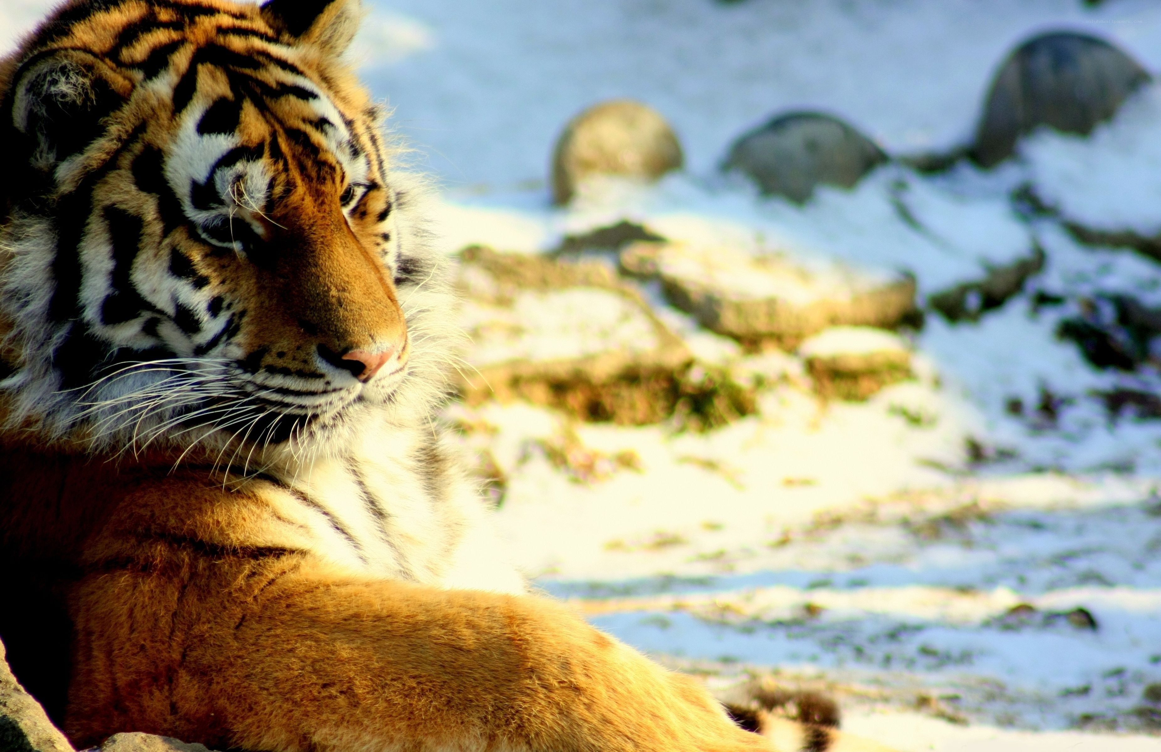 tiger resting in snow