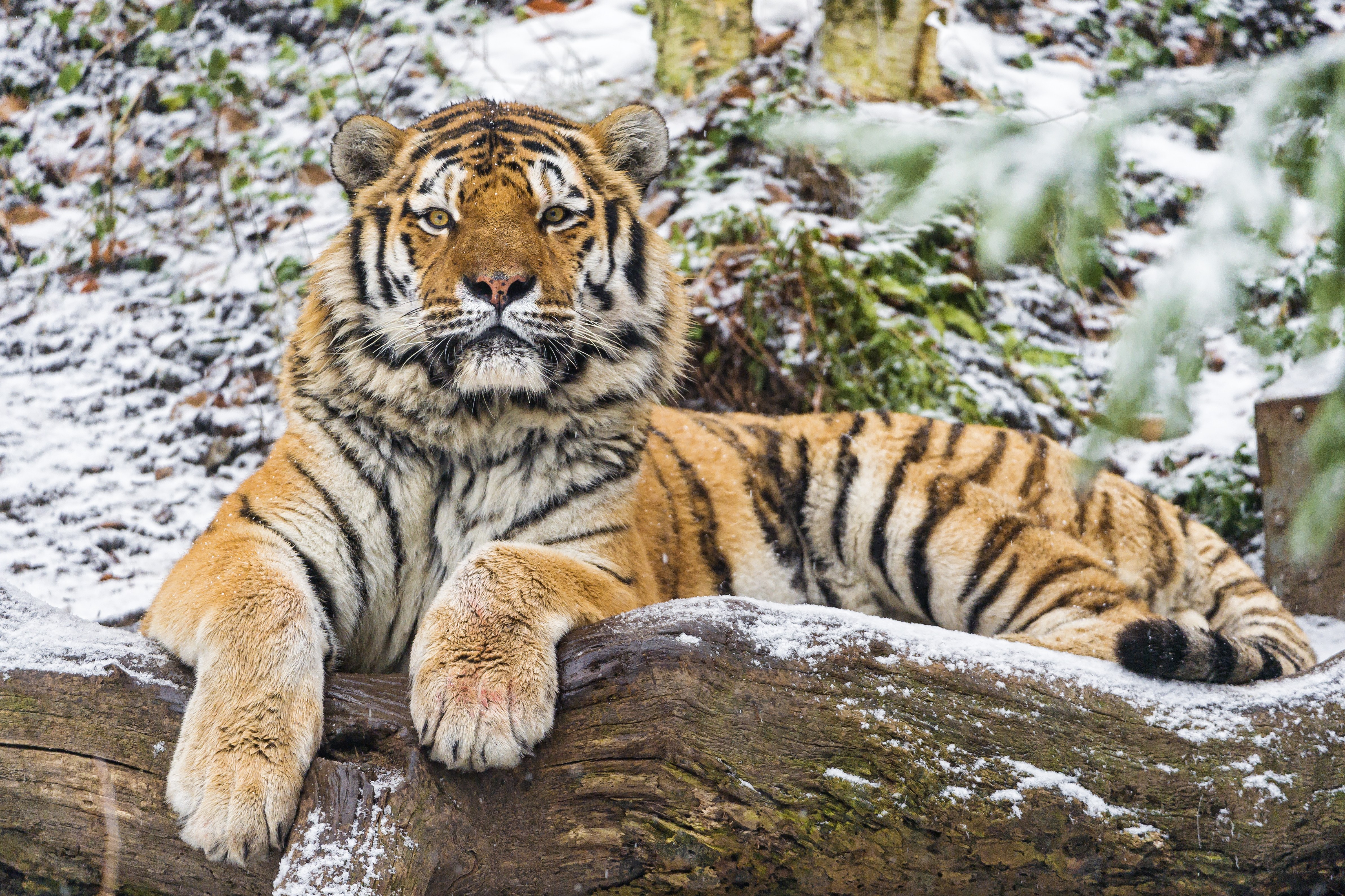 Tiger resting in snow
