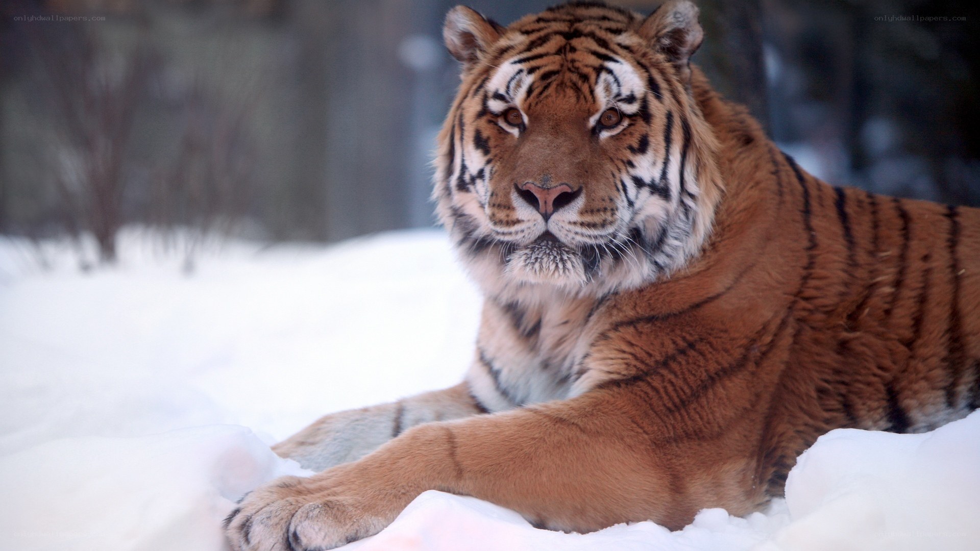 tiger resting in snow