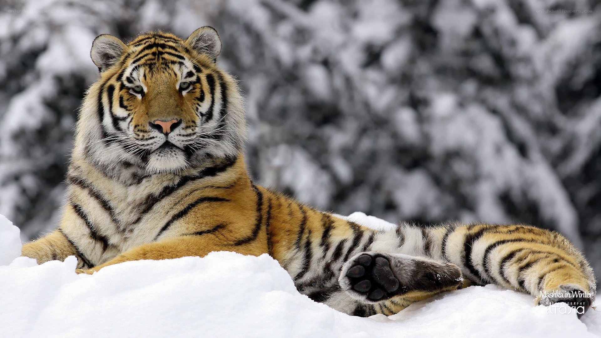 Tiger resting in snow