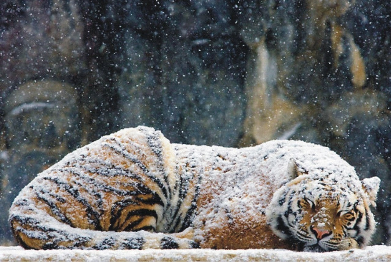 Tiger resting in snow