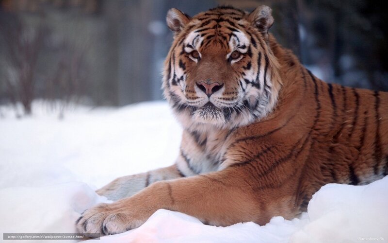 tiger resting in snow