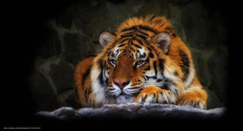 Tiger resting in stone den