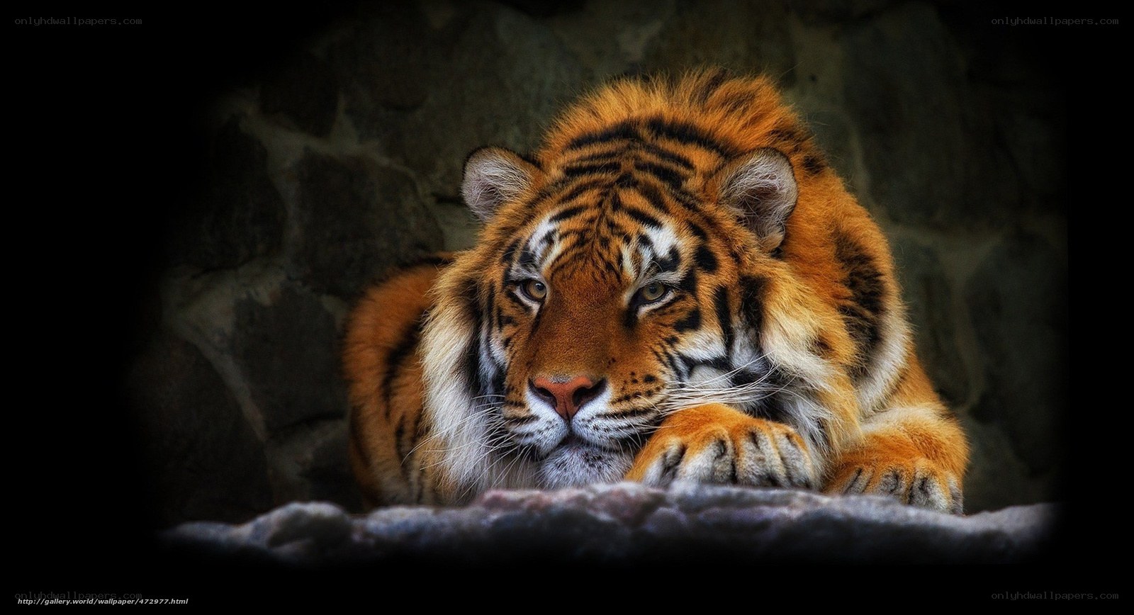 Tiger resting in stone den