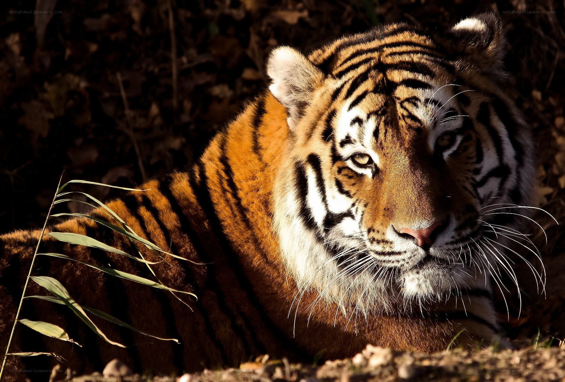 Tiger resting in sunlight