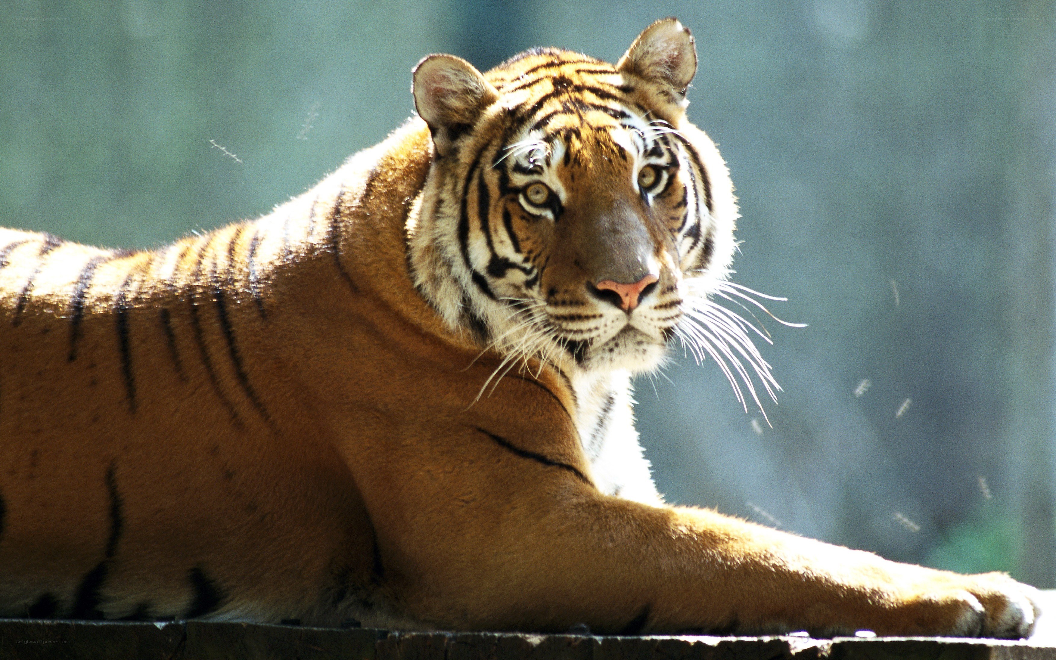 Tiger resting in sunlight