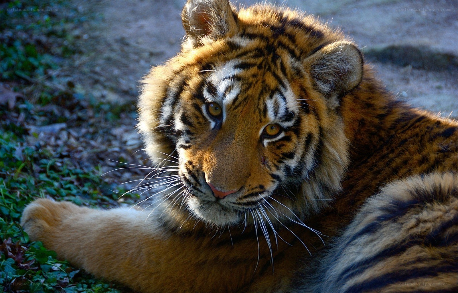 tiger resting in sunlight