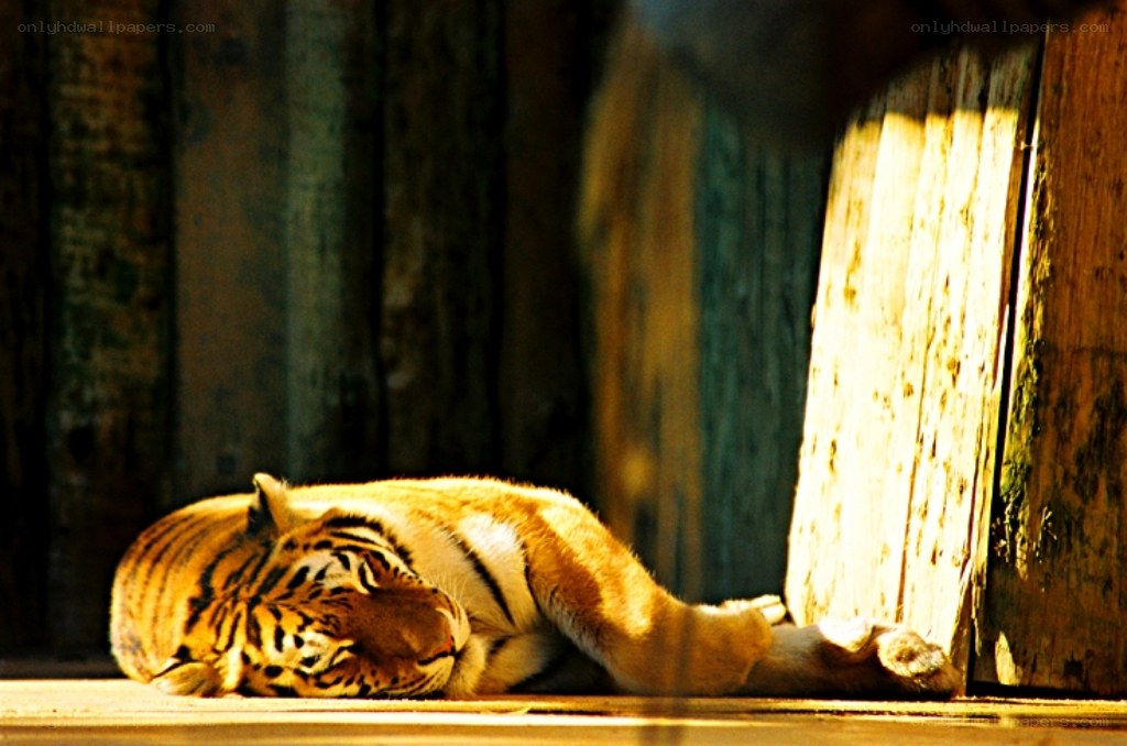 Tiger resting in sunlight