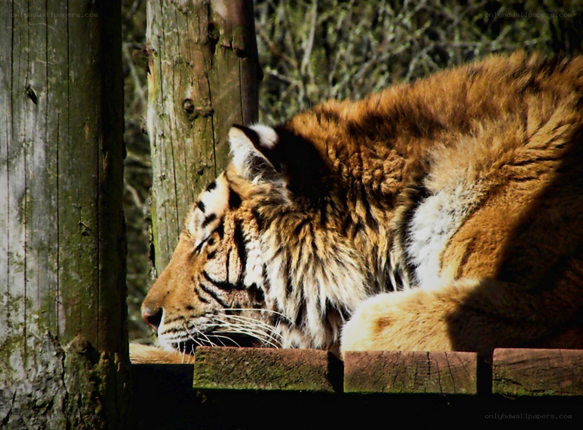 Tiger resting in sunlight