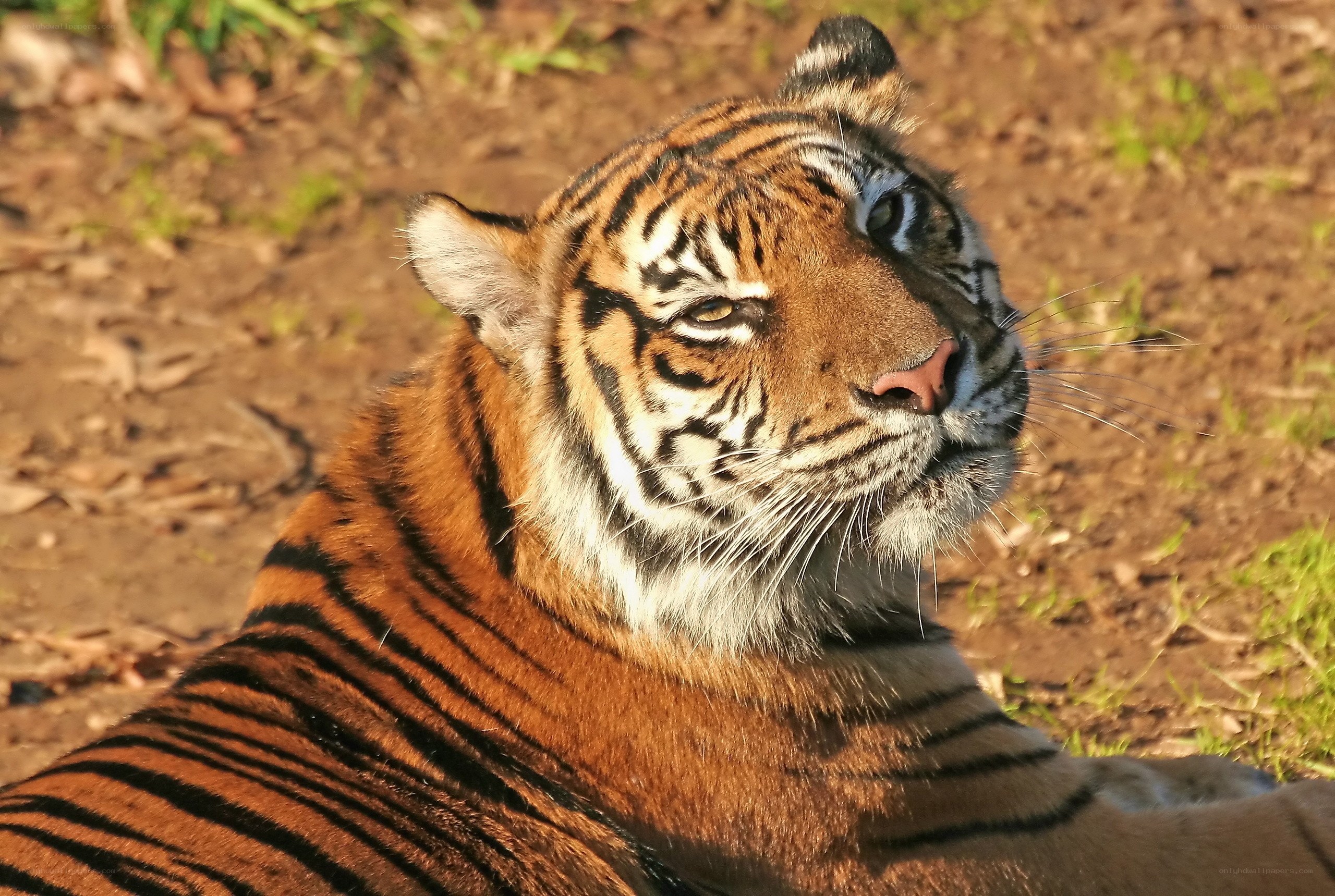 tiger resting in sunlight