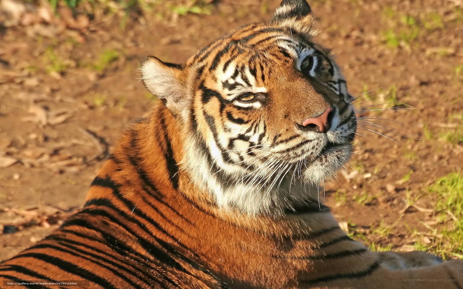 tiger resting in sunlight