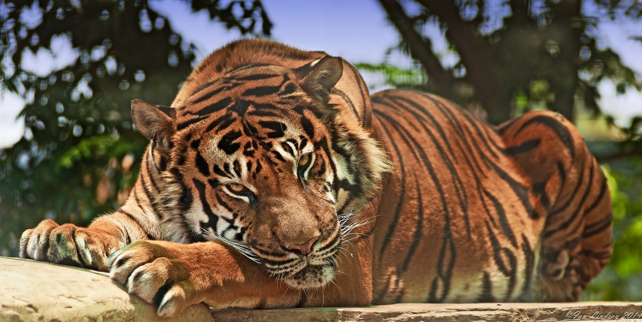 tiger resting in sunlight